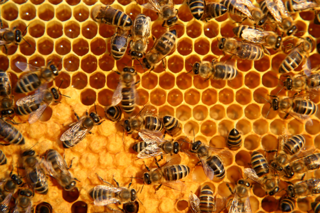 Retrait et relocalisation écologique des essaims d'abeilles près d'Aix